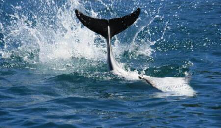 Dolphin credit Silke Bieda