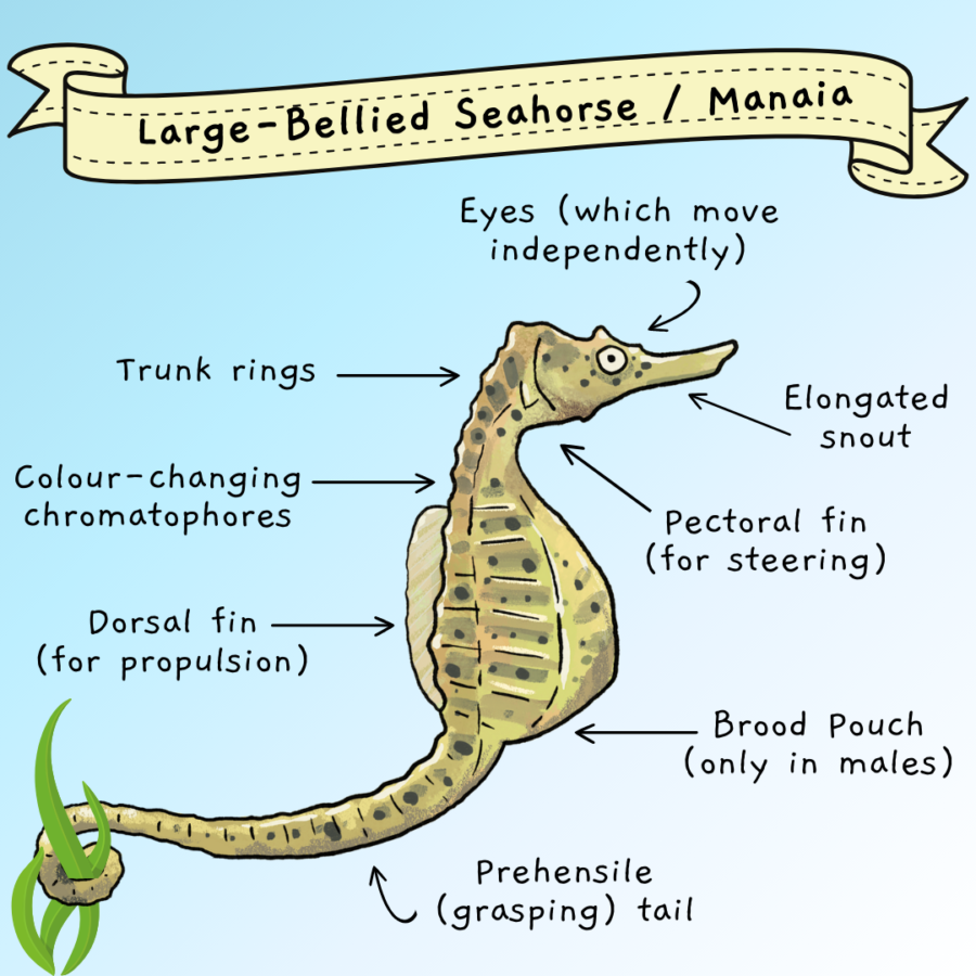 Seaweek 24 Social Posts 3