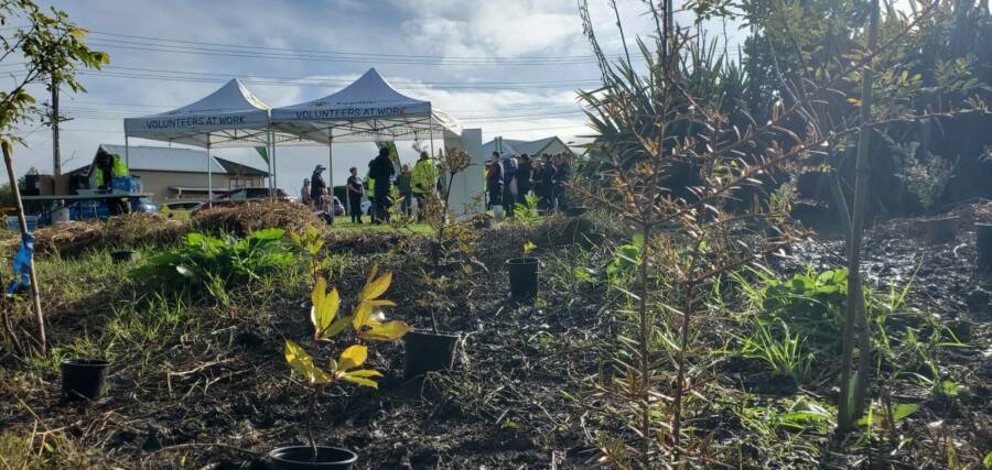 New plantings with tents