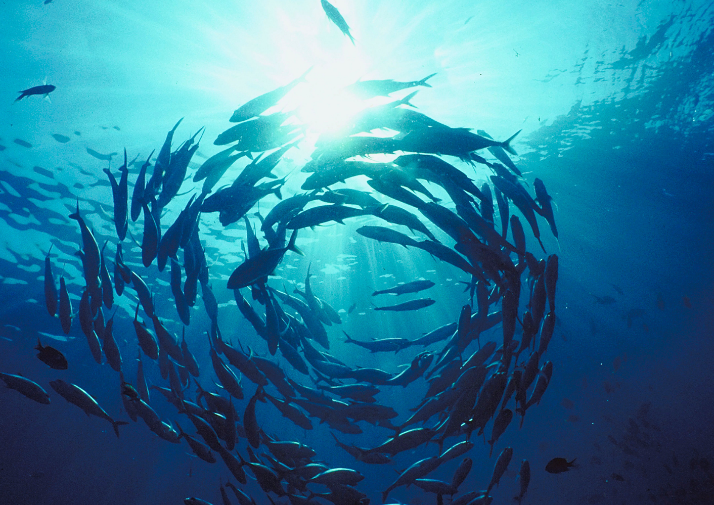 Why our oceans are important to the NZ National Commission for UNESCO ...